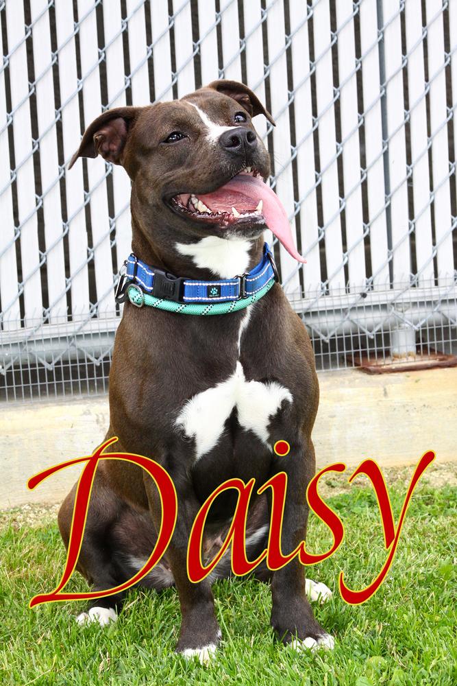 Enlarge Daisy Leah, a Adoptable mixed breed in Evansville, IN image 5/6