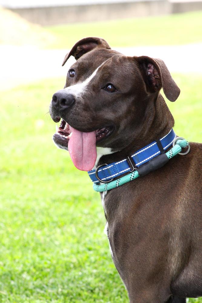 Enlarge Daisy Leah, a Adoptable mixed breed in Evansville, IN image 6/6