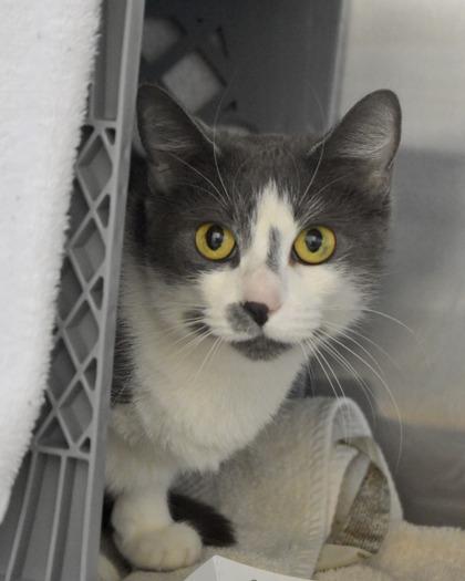 Dublin, Adoptable, Adult Female Domestic Short Hair.