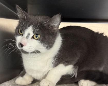 Enlarge Dublin, a Adoptable Domestic Short Hair in West Seneca, NY image 2/3