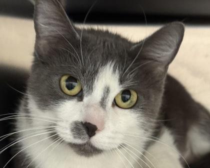 Enlarge Dublin, a Adoptable Domestic Short Hair in West Seneca, NY image 3/3