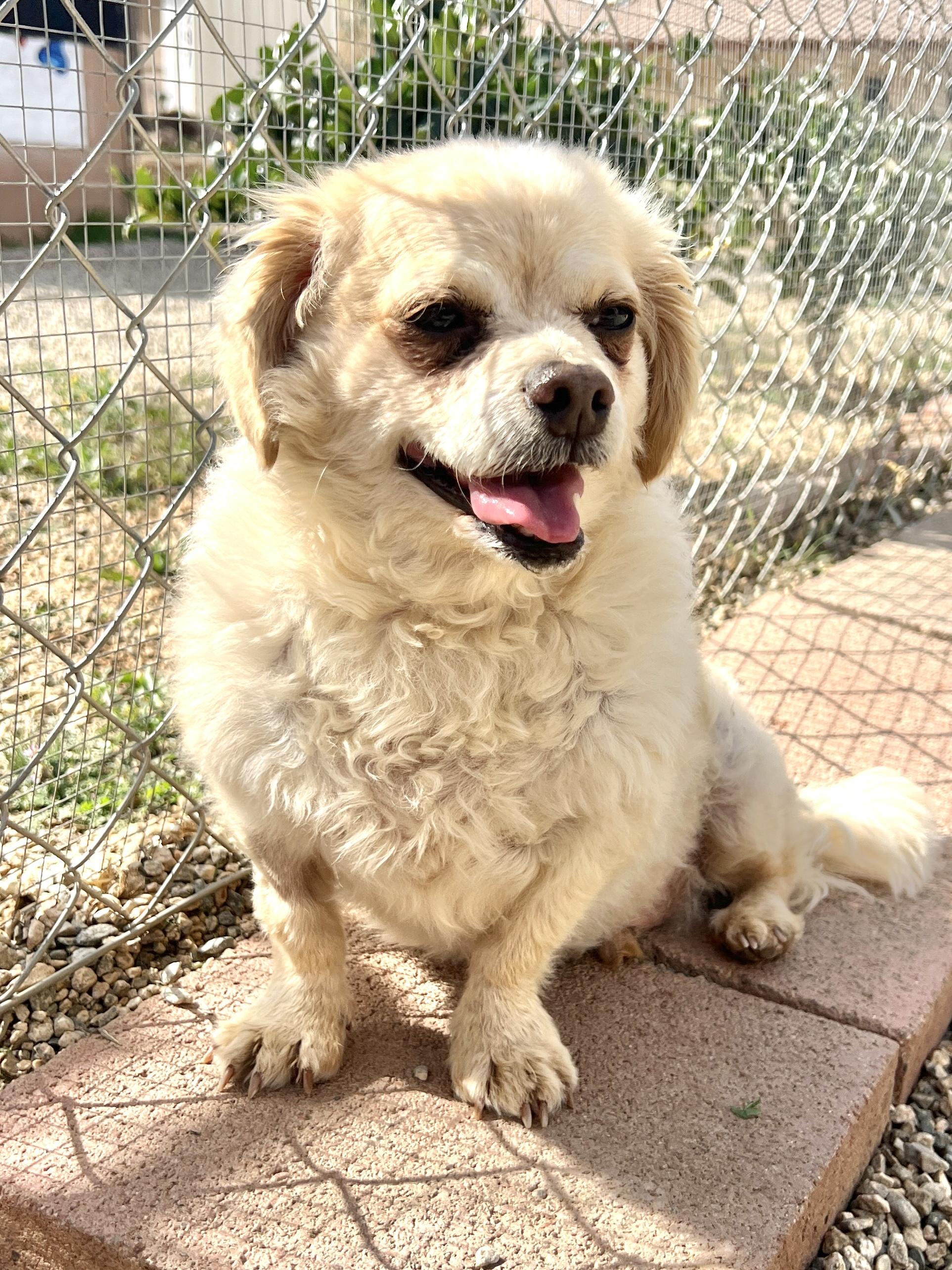 Enlarge Archer, a ADOPTABLE mixed breed in Agua Dulce, CA image 1/5
