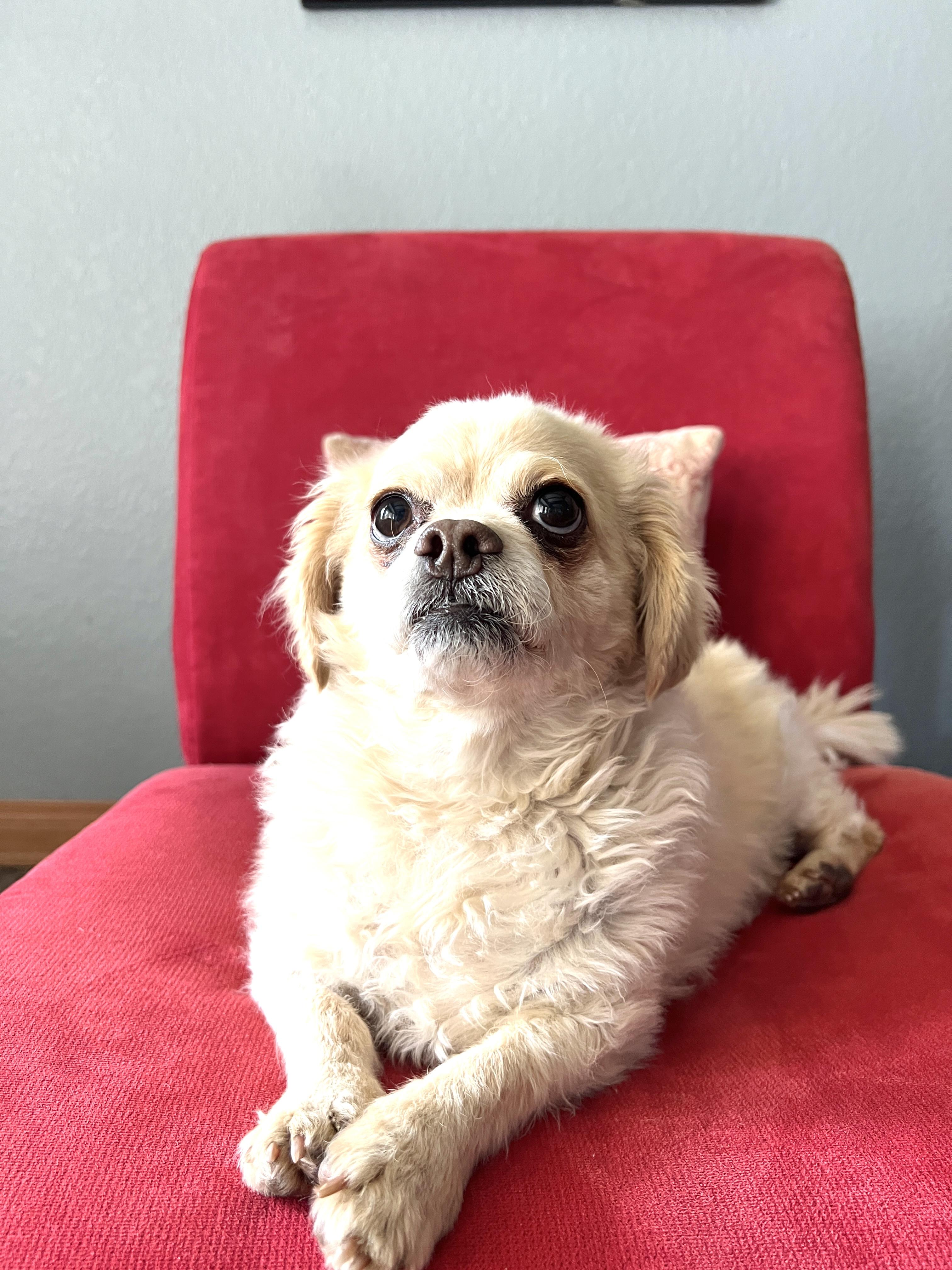 Enlarge Archer, a ADOPTABLE mixed breed in Agua Dulce, CA image 2/5