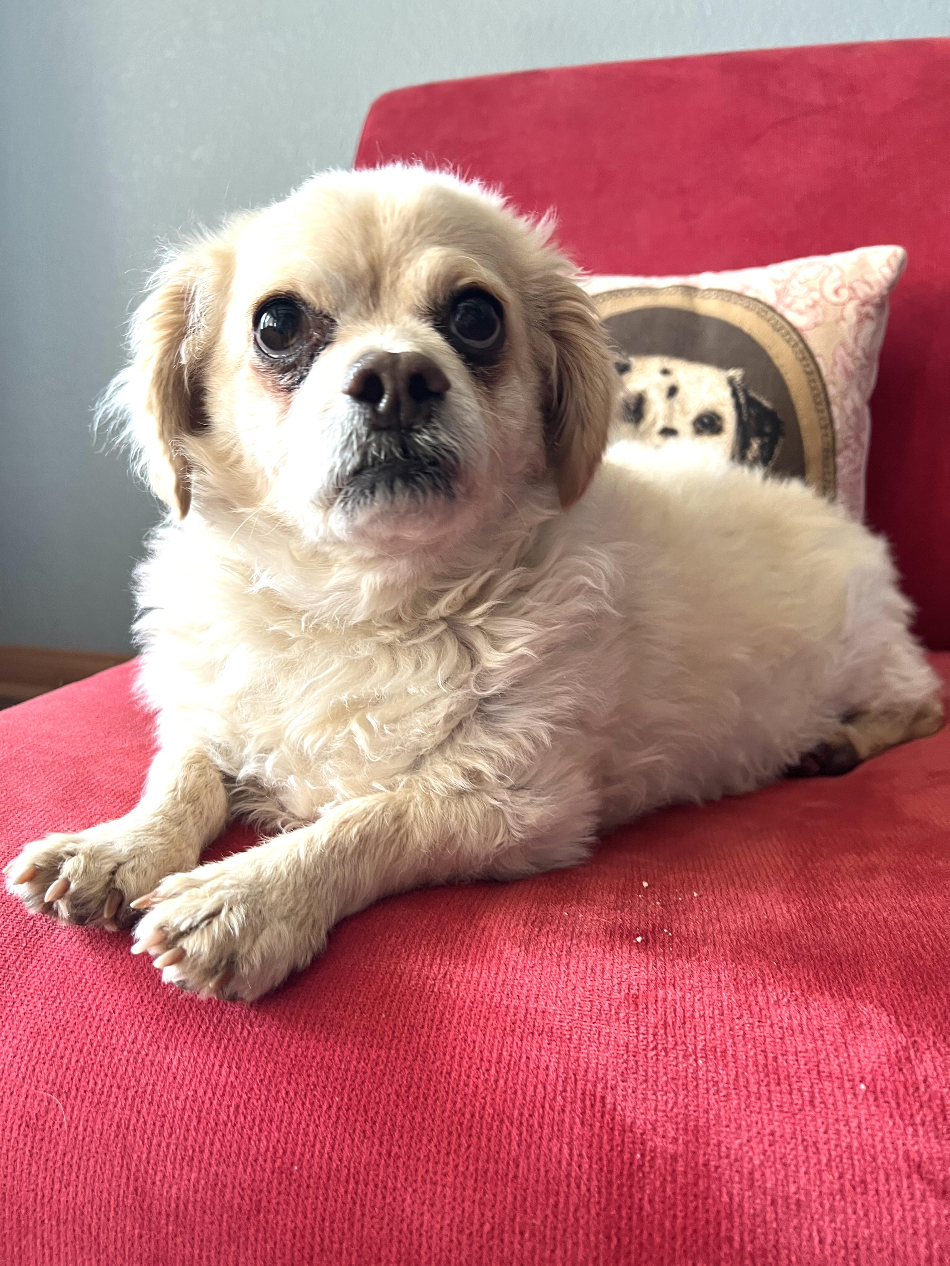 Enlarge Archer, a ADOPTABLE mixed breed in Agua Dulce, CA image 4/5