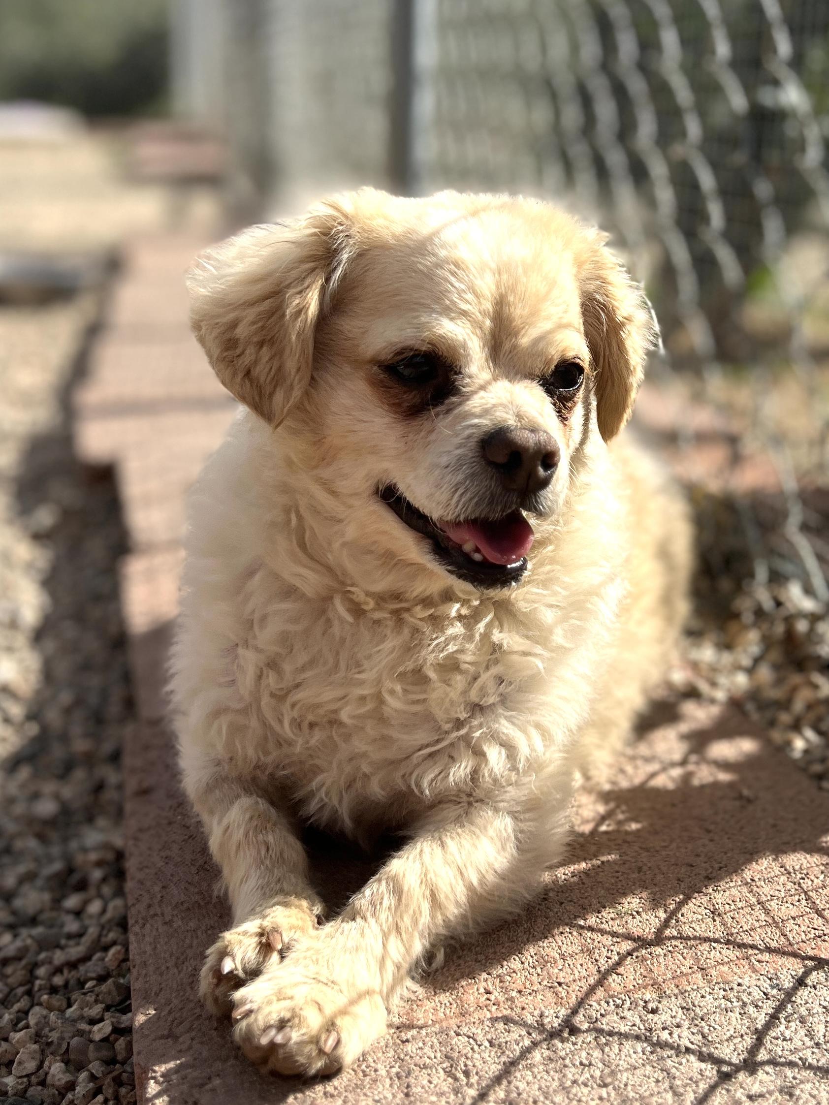 Enlarge Archer, a ADOPTABLE mixed breed in Agua Dulce, CA image 5/5