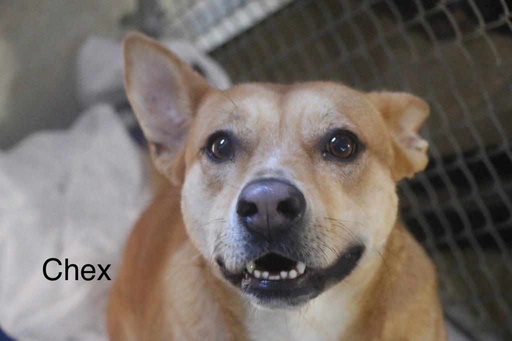 Enlarge Chex 25, a Adoptable Carolina Dog in Brookhaven, MS image 1/4