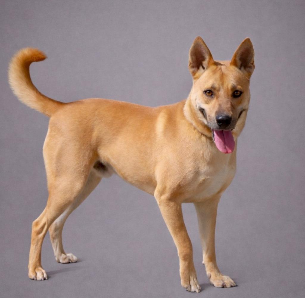 Chex 25, Adoptable, Adult Male Carolina Dog.