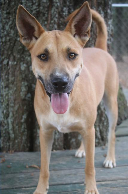 Chex 25, Adoptable, Adult Male Carolina Dog.