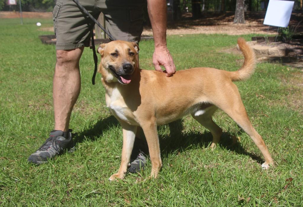 Chex 25, Adoptable, Adult Male Carolina Dog.
