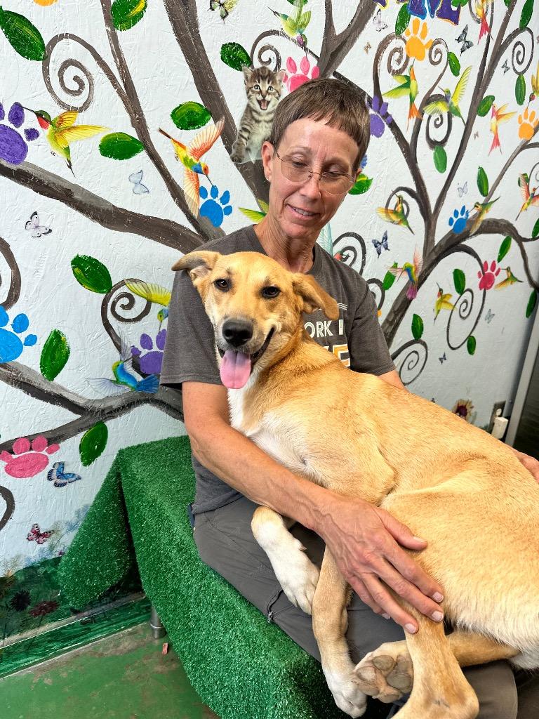 Enlarge Chex 25, a Adoptable Carolina Dog in Brookhaven, MS image 3/4