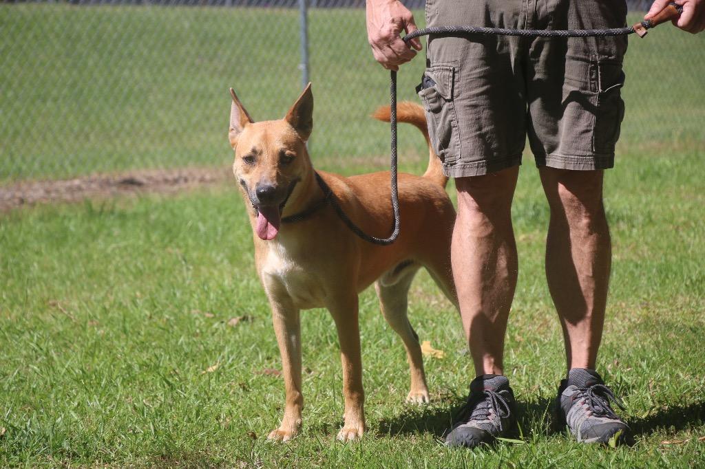 Enlarge Chex 25, a Adoptable Carolina Dog in Brookhaven, MS image 2/4