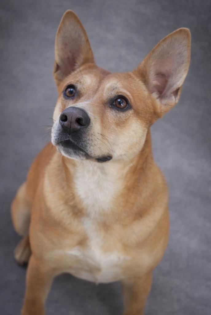 Enlarge Chex 25, a Adoptable Carolina Dog in Brookhaven, MS image 2/5