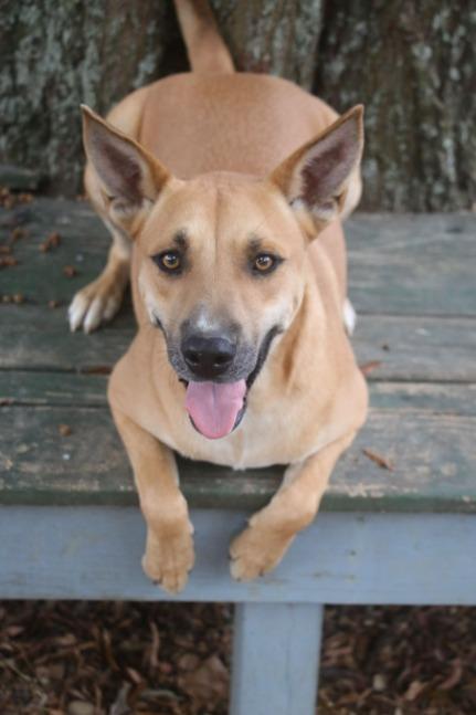 Enlarge Chex 25, a Adoptable Carolina Dog in Brookhaven, MS image 3/5