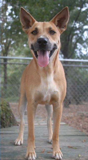 Enlarge Chex 25, a Adoptable Carolina Dog in Brookhaven, MS image 4/4