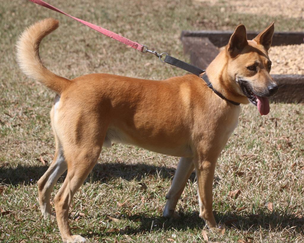 Enlarge Chex 25, a Adoptable Carolina Dog in Brookhaven, MS image 5/5