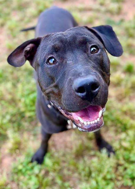 Enlarge TREVOR, a Adoptable mixed breed in York, SC image 1/1