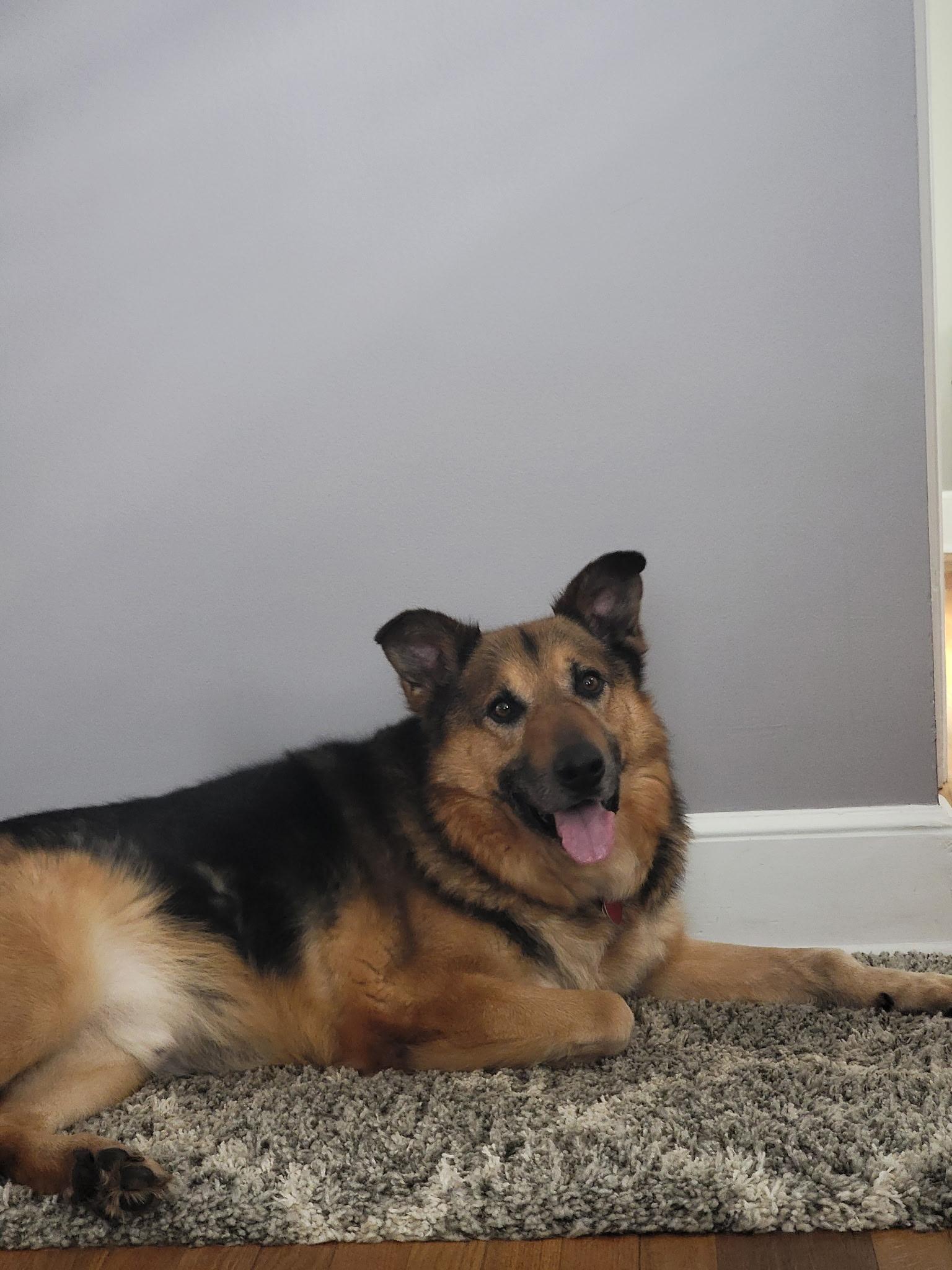 Enlarge Lazlo, a Adoptable mixed breed in East Haddam, CT image 2/3