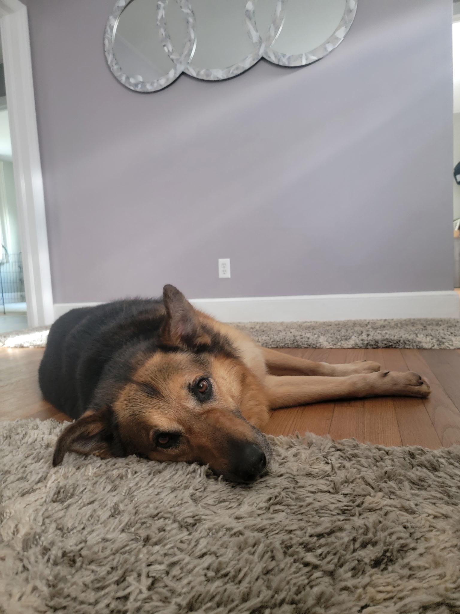 Enlarge Lazlo, a Adoptable mixed breed in East Haddam, CT image 3/3