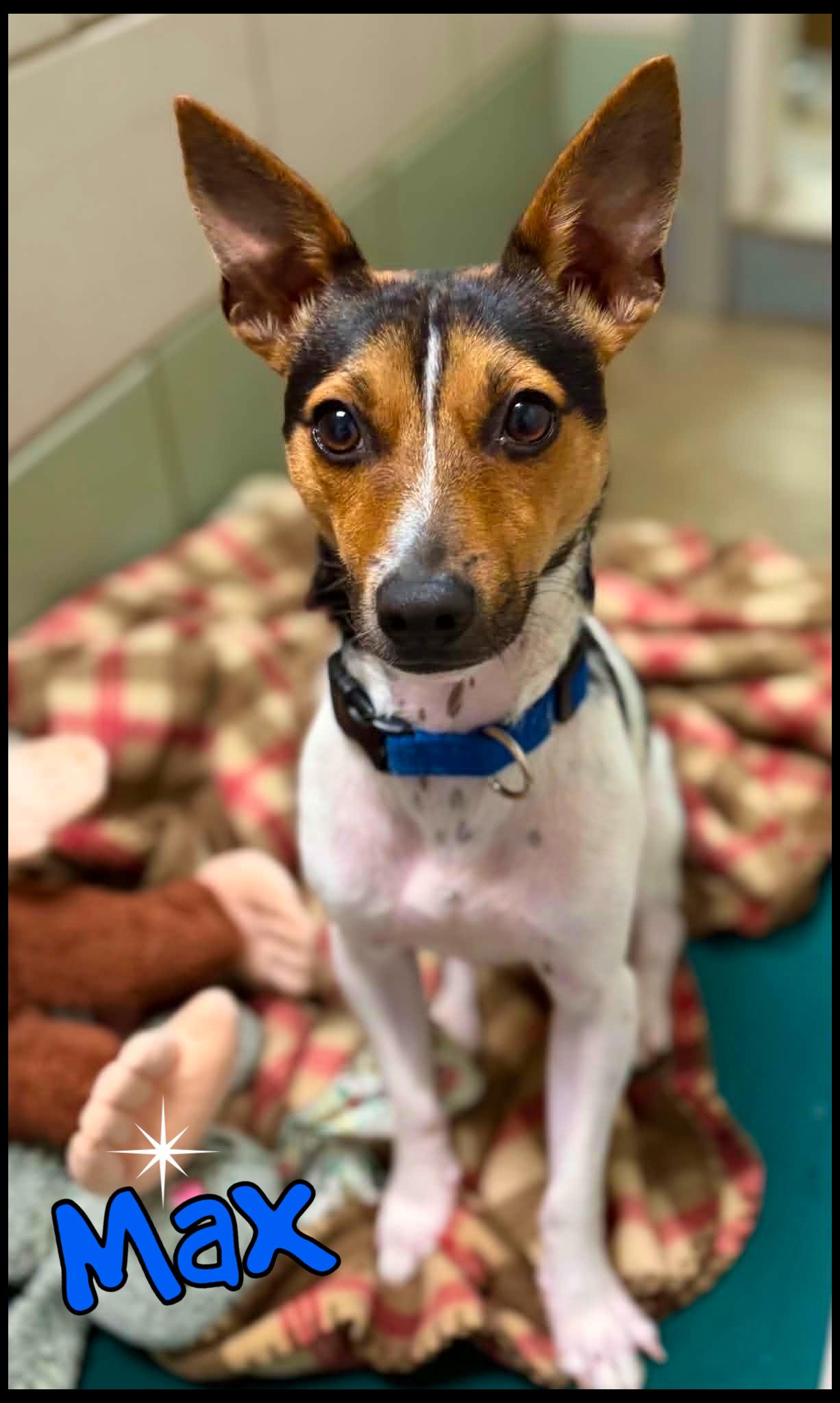 Max, a ADOPTABLE Fox Terrier in Shippenville, PA image 4/6