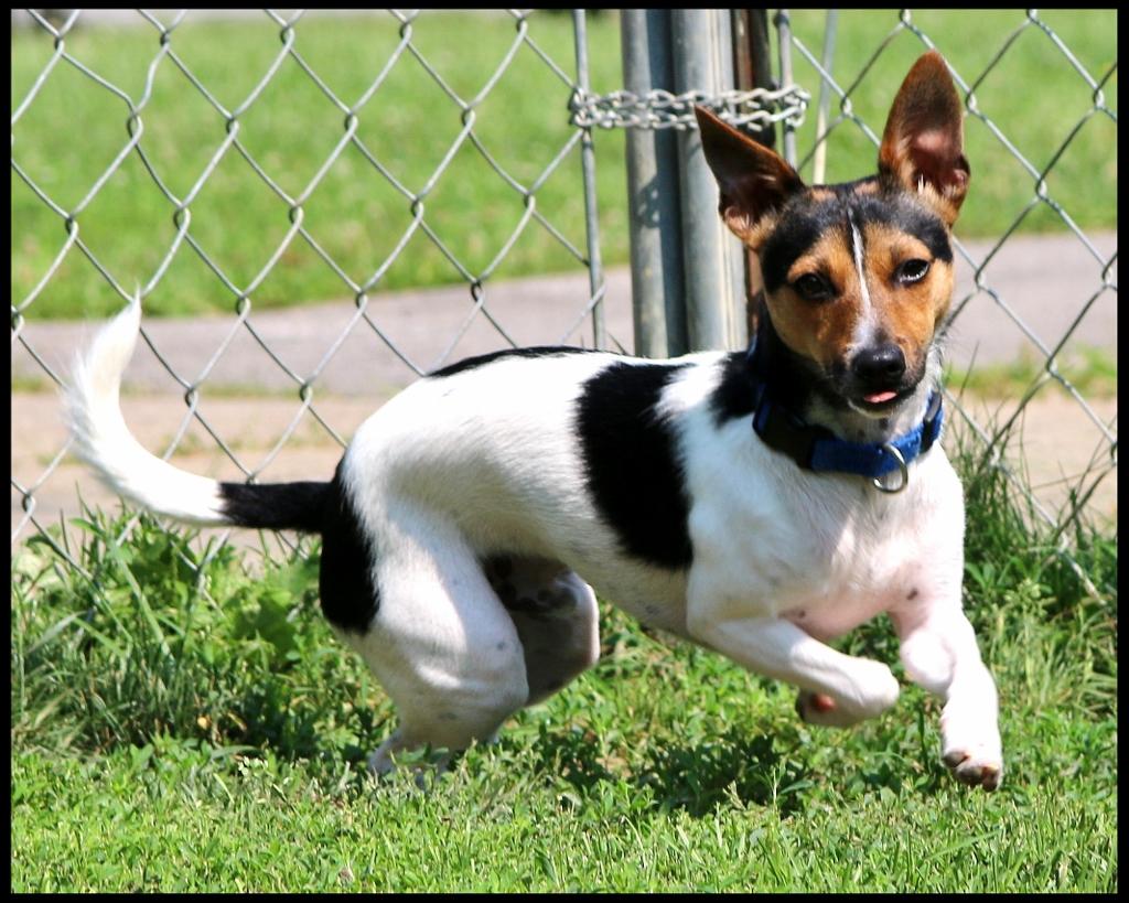 Max, a ADOPTABLE Fox Terrier in Shippenville, PA image 3/6