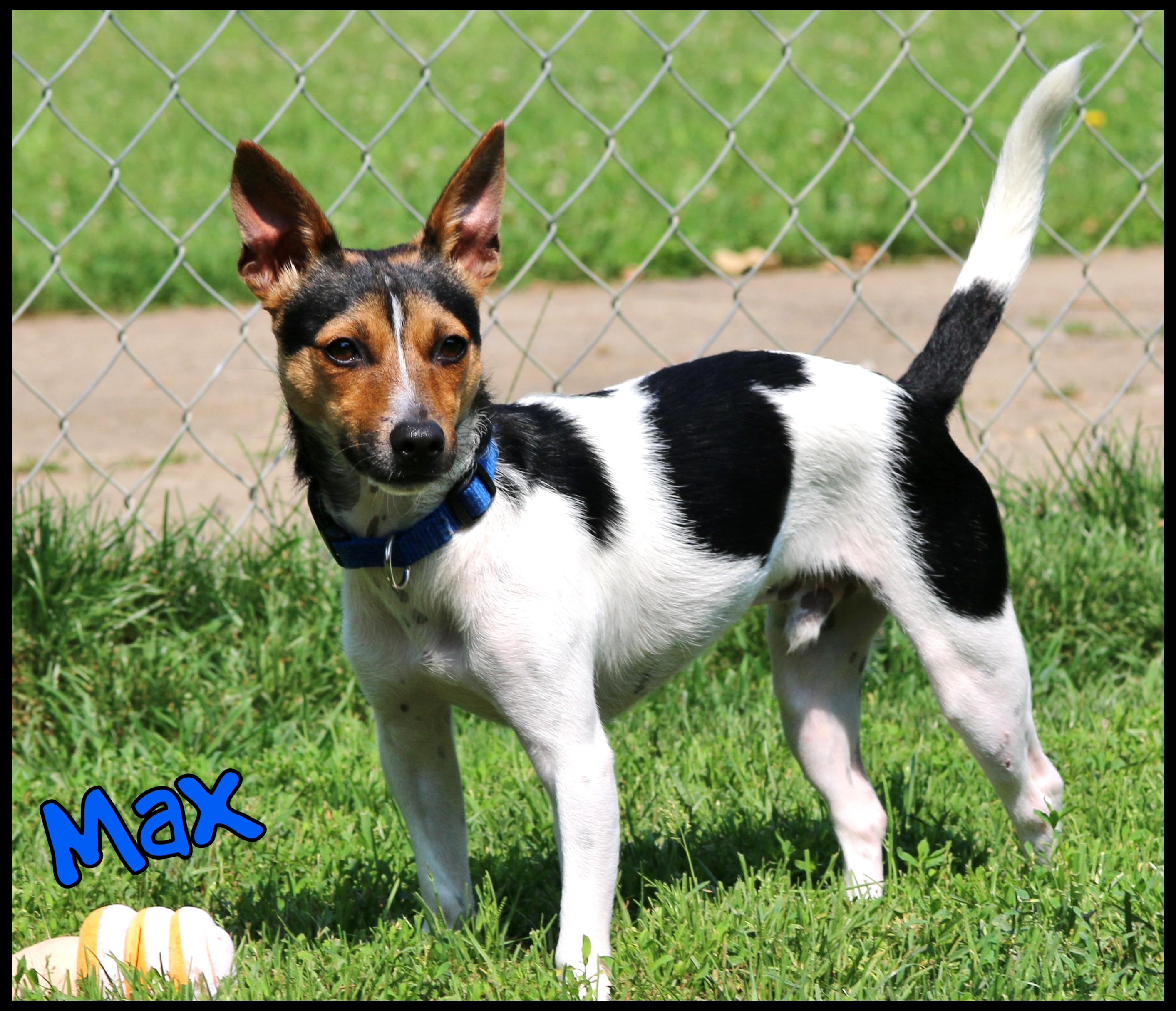 Max, a ADOPTABLE Fox Terrier in Shippenville, PA image 2/6