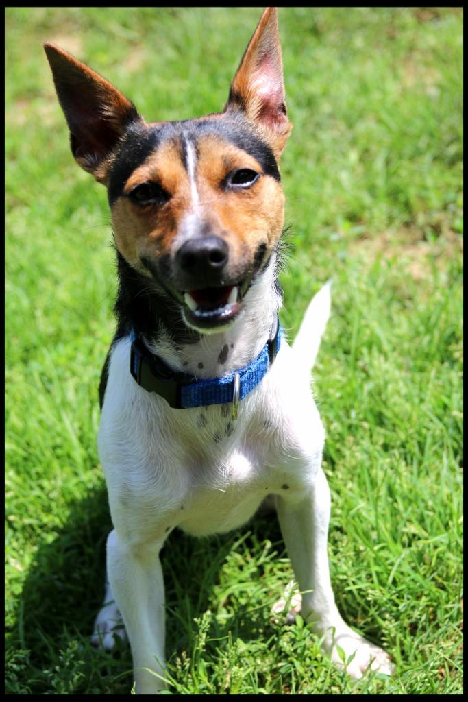 Max, a ADOPTABLE Fox Terrier in Shippenville, PA image 5/6
