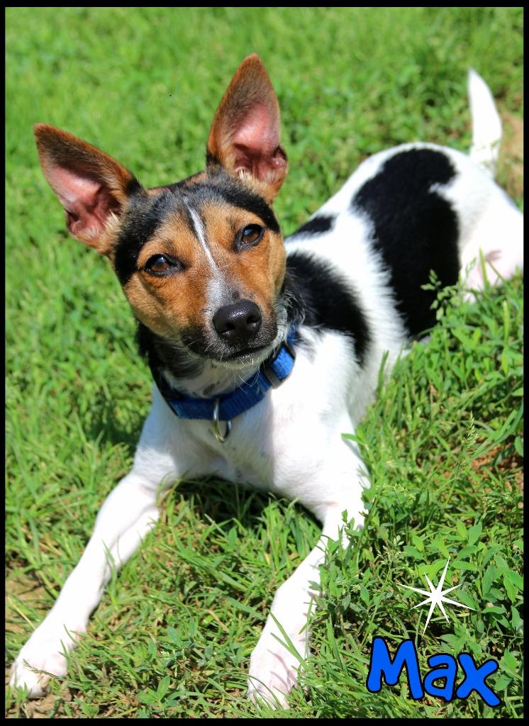 Max, ADOPTABLE, Young Male Fox Terrier.