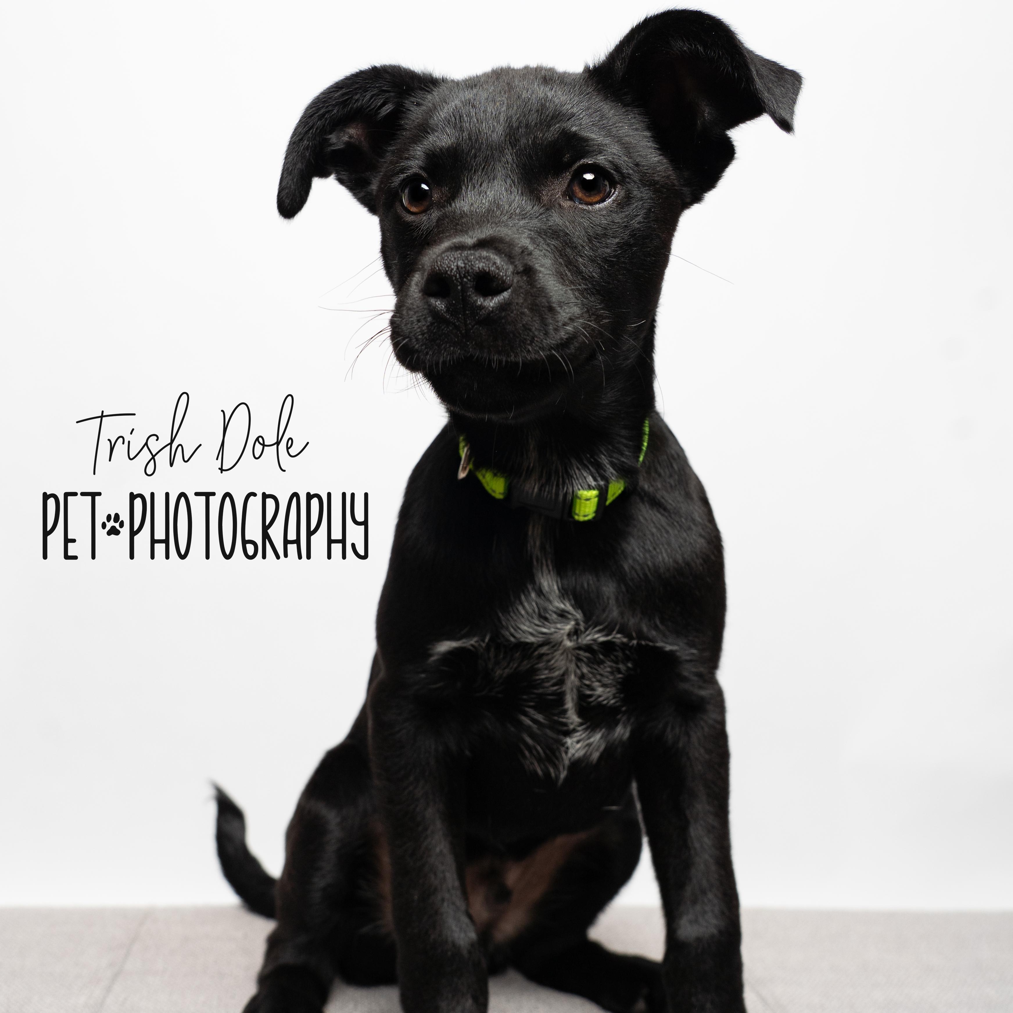 Enlarge Linus, a Adoptable mixed breed in Concord, NC image 5/6