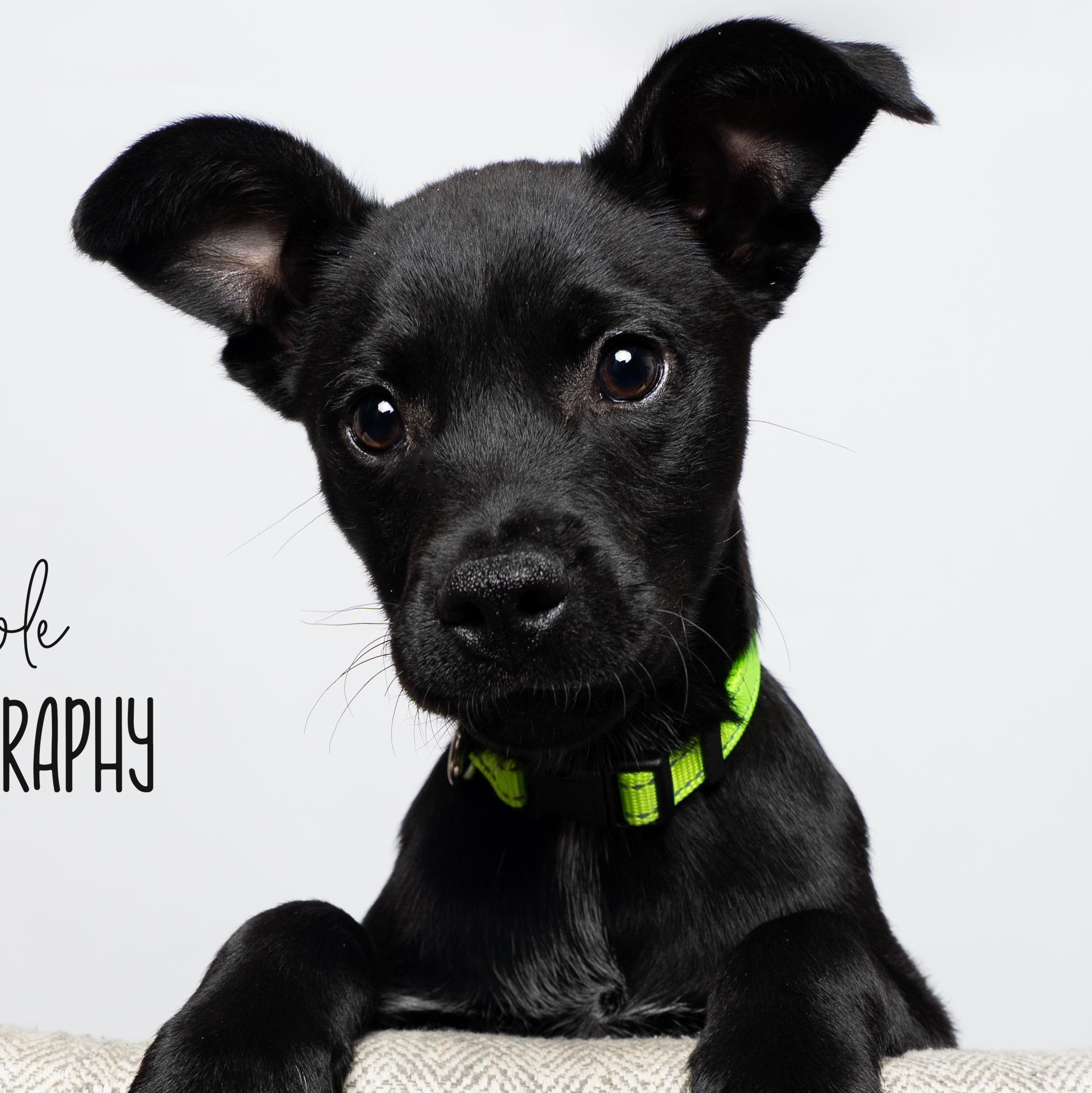 Enlarge Linus, a Adoptable mixed breed in Concord, NC image 2/6