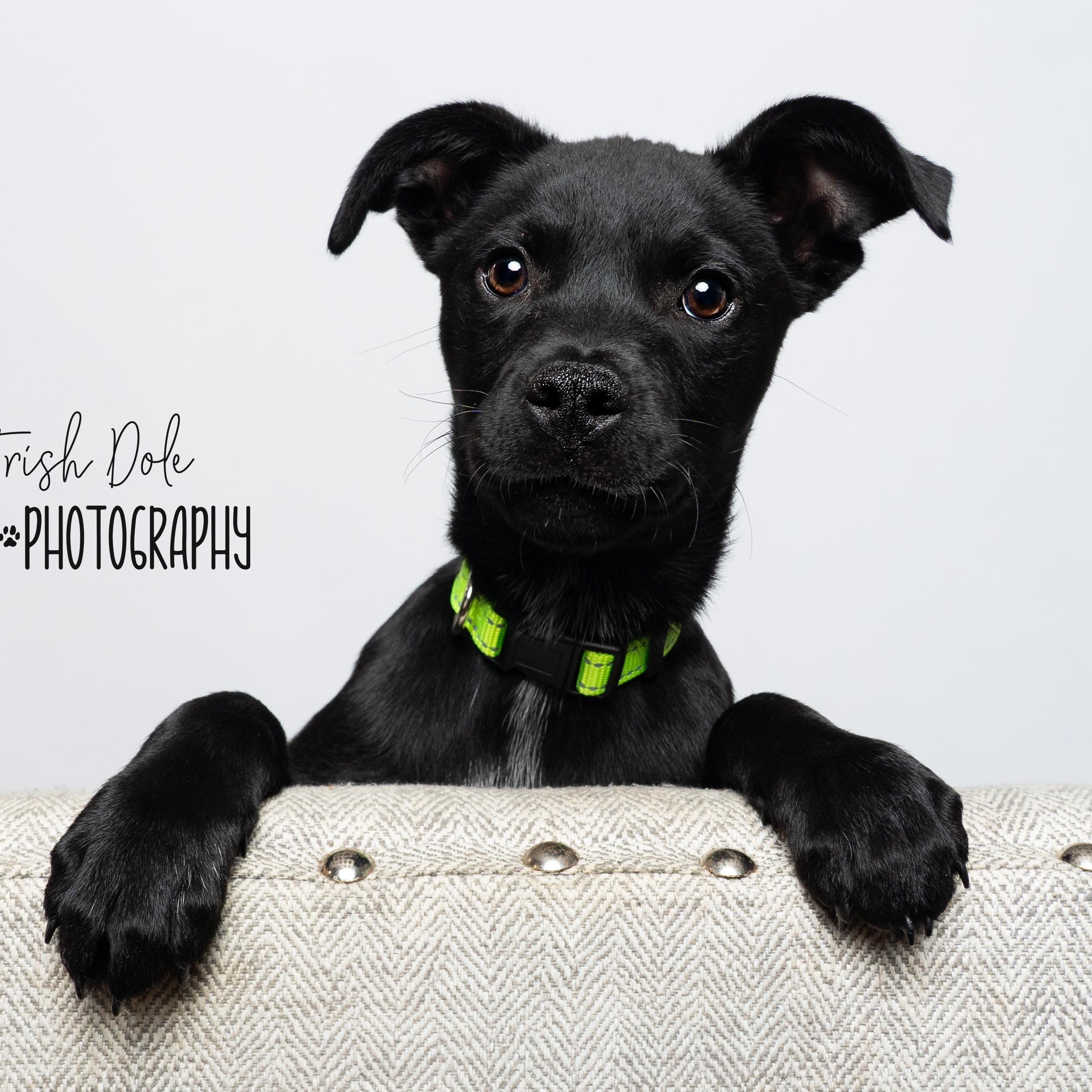 Enlarge Linus, a Adoptable mixed breed in Concord, NC image 4/6