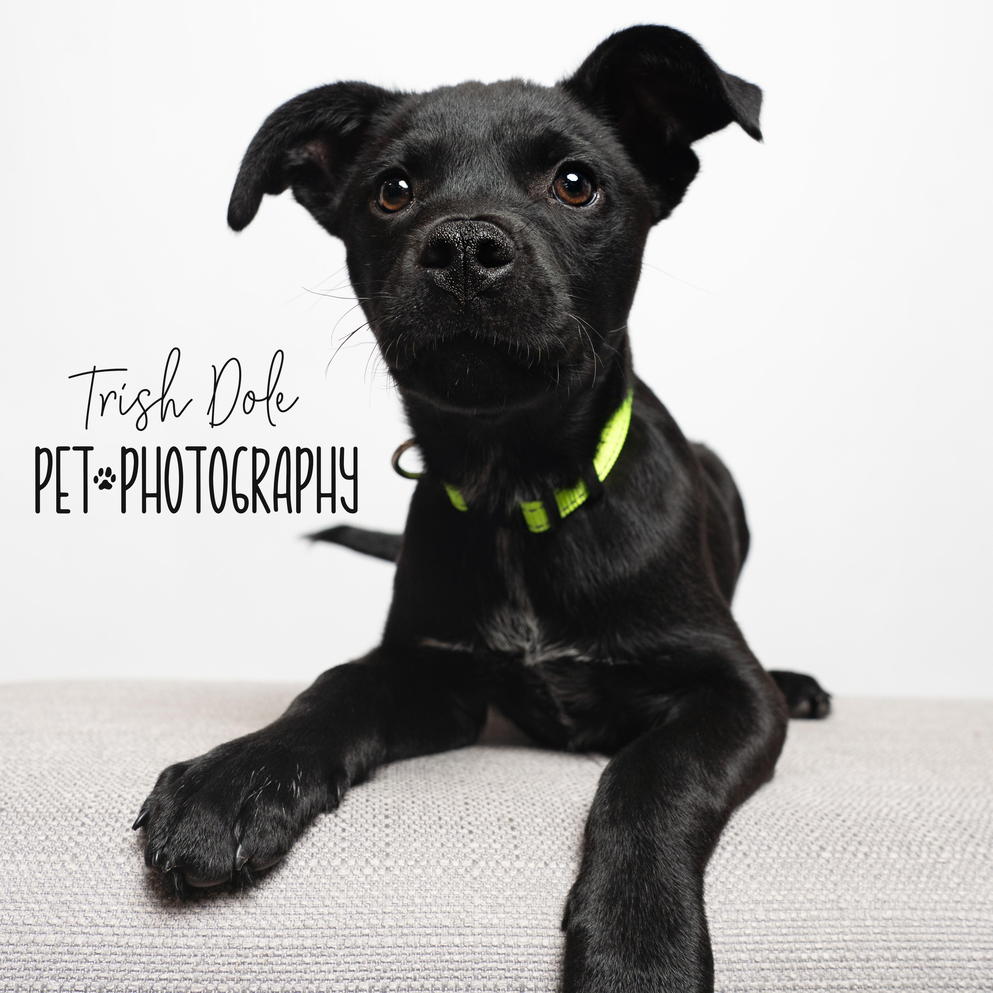 Enlarge Linus, a Adoptable mixed breed in Concord, NC image 6/6