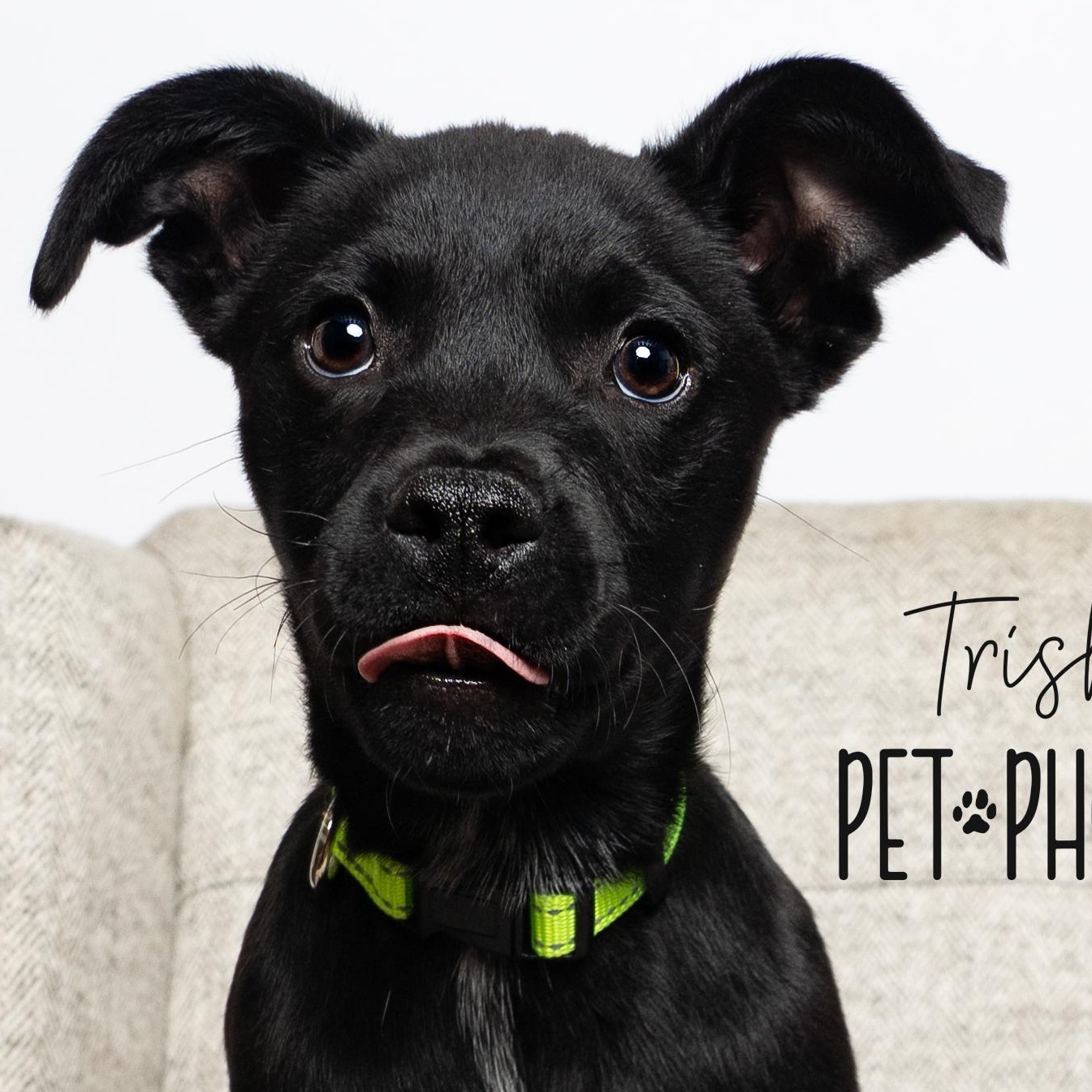 Enlarge Linus, a Adoptable mixed breed in Concord, NC image 1/6