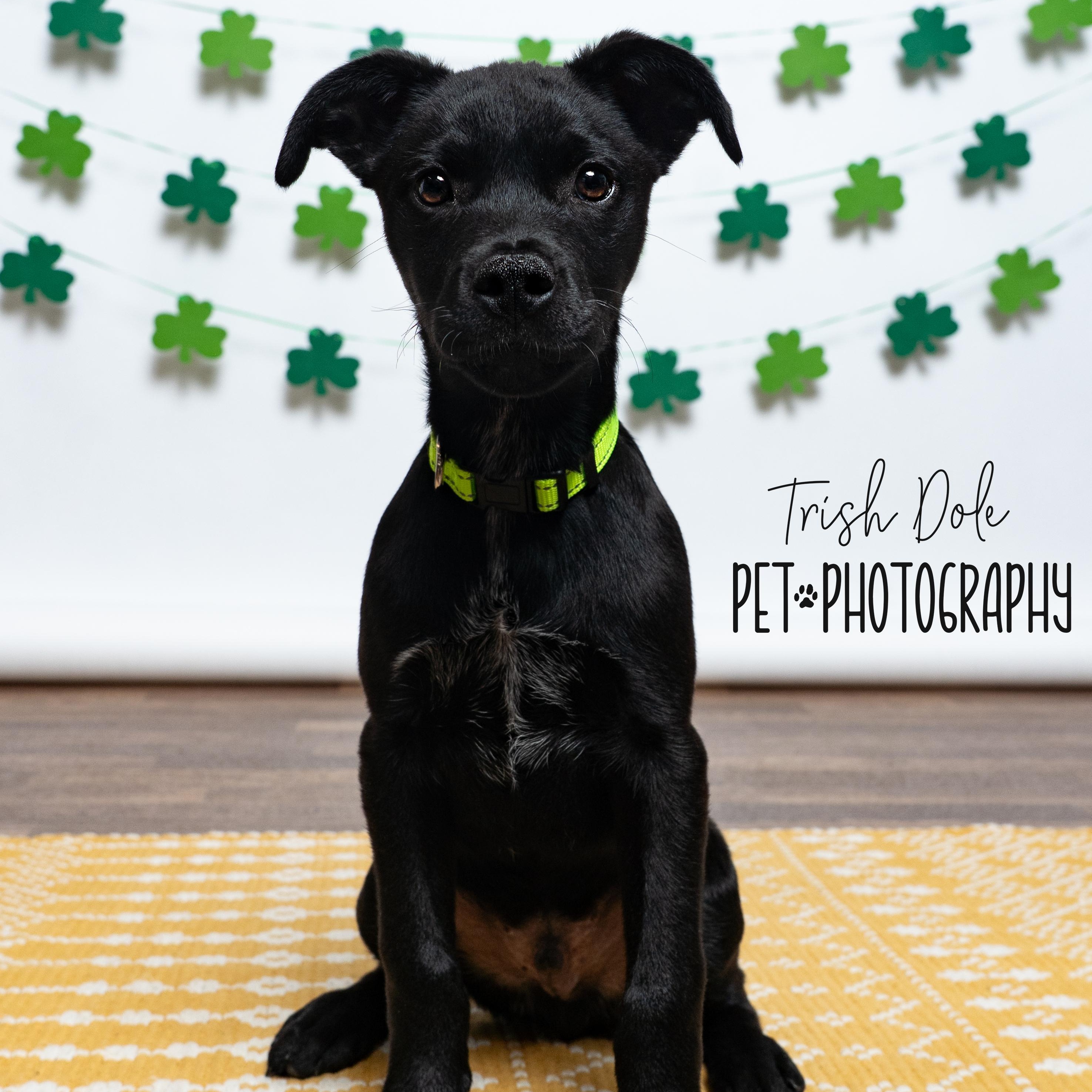 Enlarge Linus, a Adoptable mixed breed in Concord, NC image 3/6