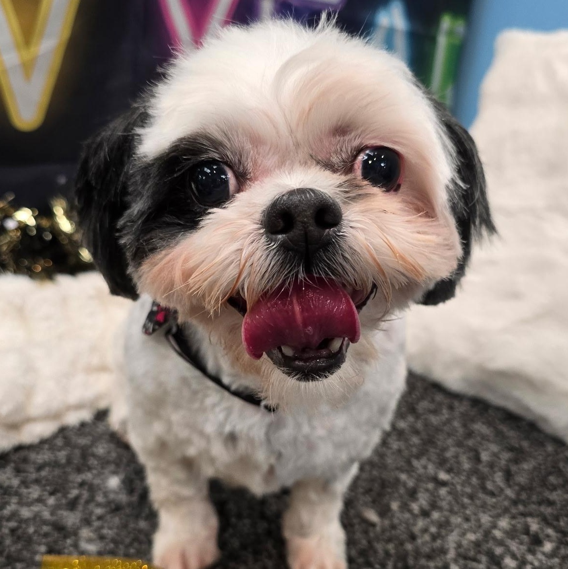 Bonnie, Adoptable, Adult Female Shih Tzu & Boston Terrier.