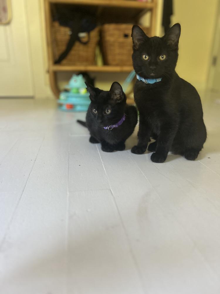 Bean, Adoptable, Kitten Male Domestic Short Hair.