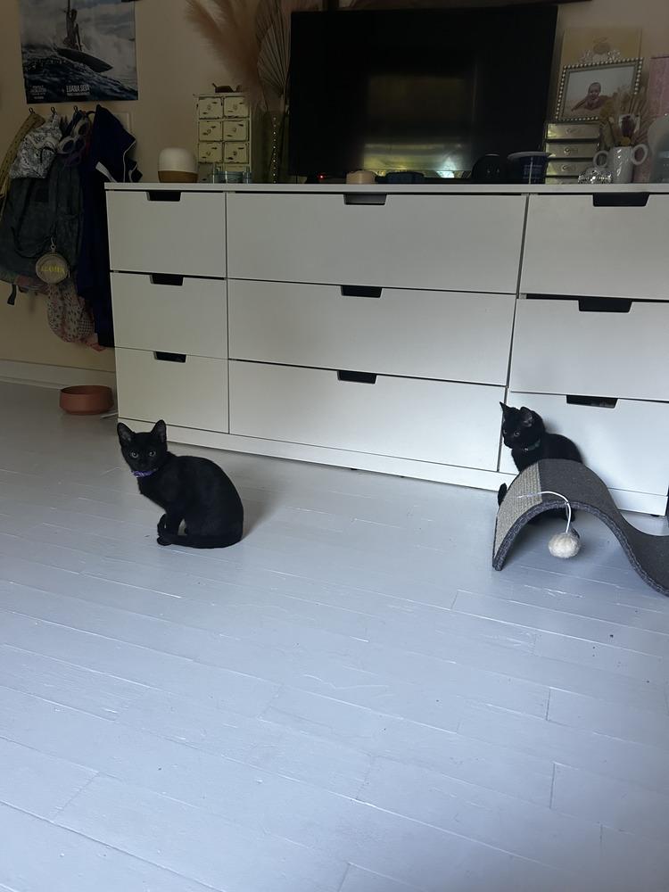 Bean, a Adoptable Domestic Short Hair in Saint Augustine, FL image 2/5