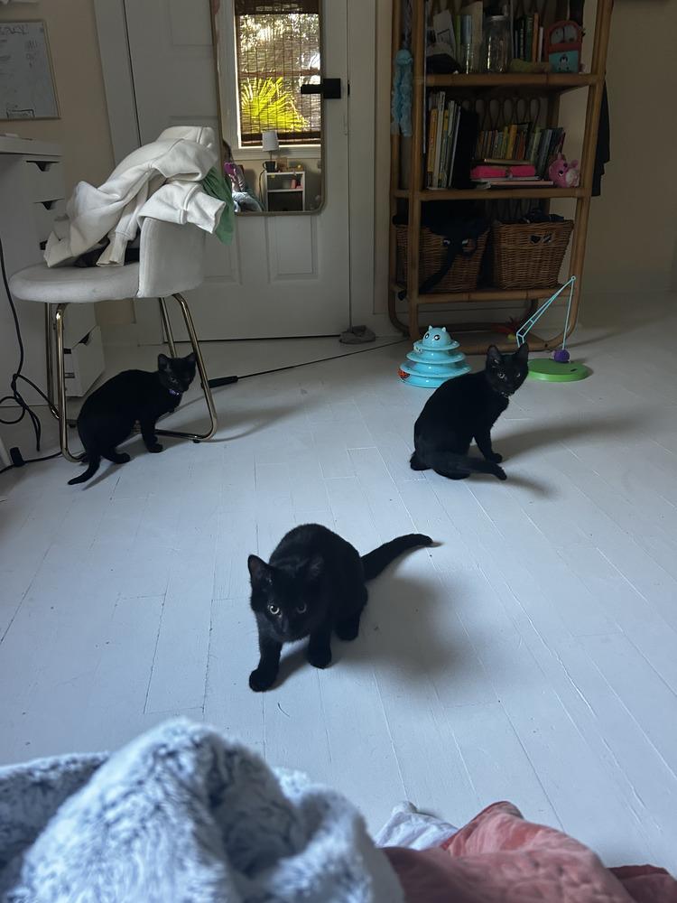 Bean, a Adoptable Domestic Short Hair in Saint Augustine, FL image 3/5