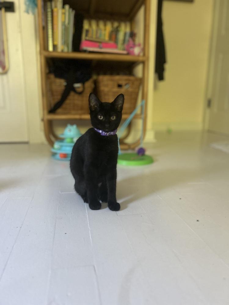 Bean, a Adoptable Domestic Short Hair in Saint Augustine, FL image 4/5