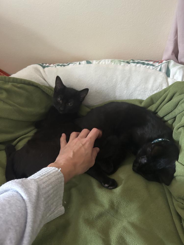 Bean, a Adoptable Domestic Short Hair in Saint Augustine, FL image 5/5