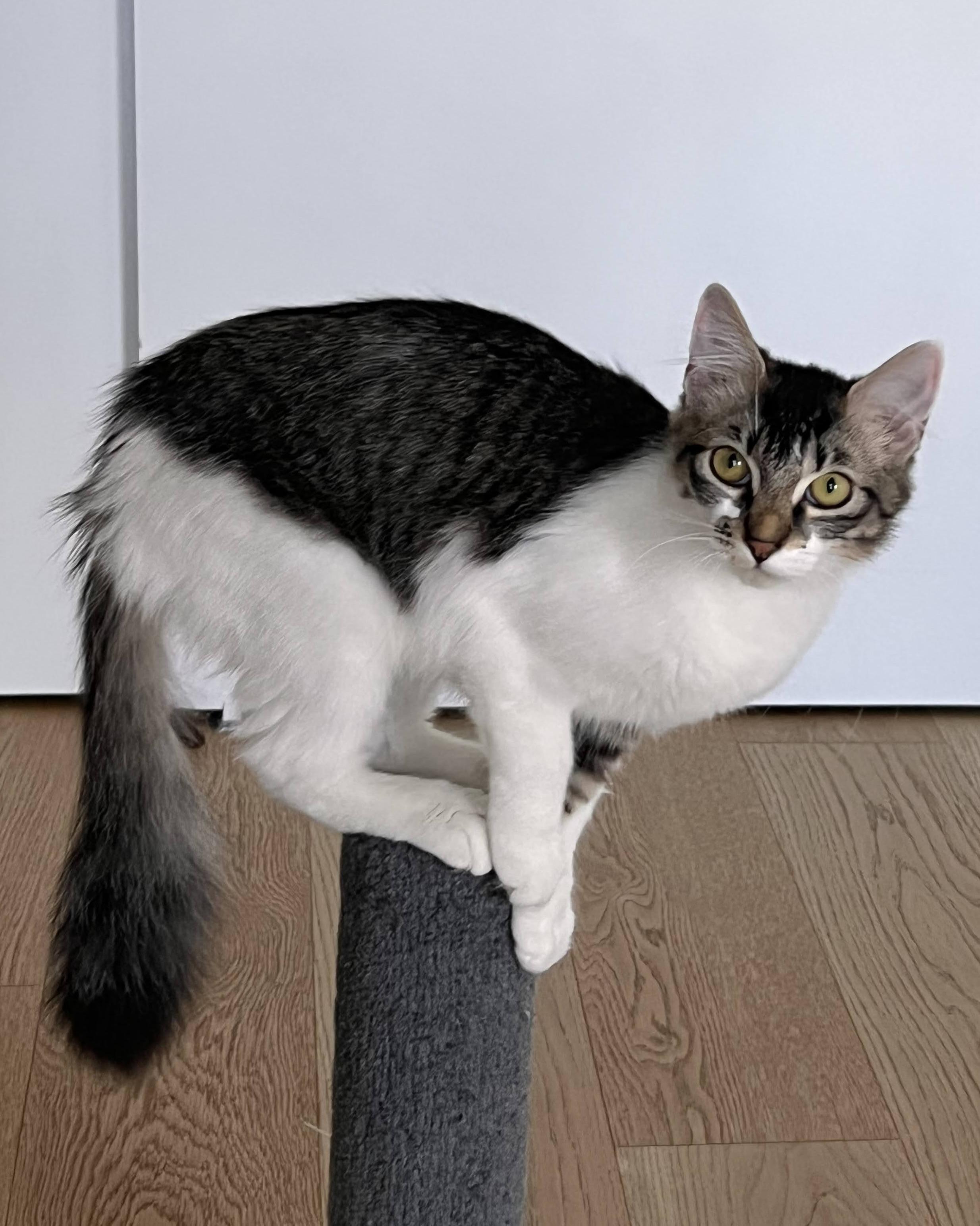 Dinah (bonded with Skeeter), a Adoptable Domestic Medium Hair in San Francisco, CA image 3/6