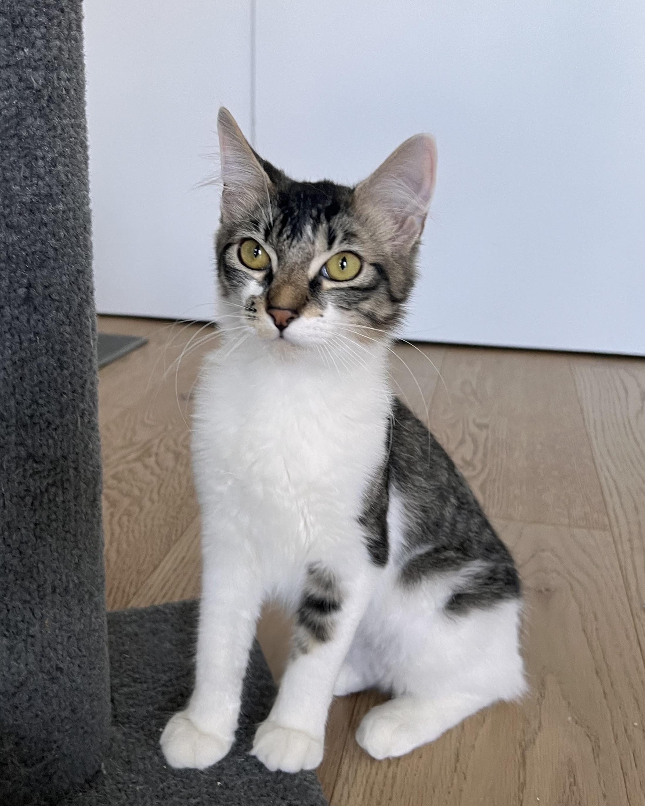 Dinah (bonded with Skeeter), a Adoptable Domestic Medium Hair in San Francisco, CA image 4/6