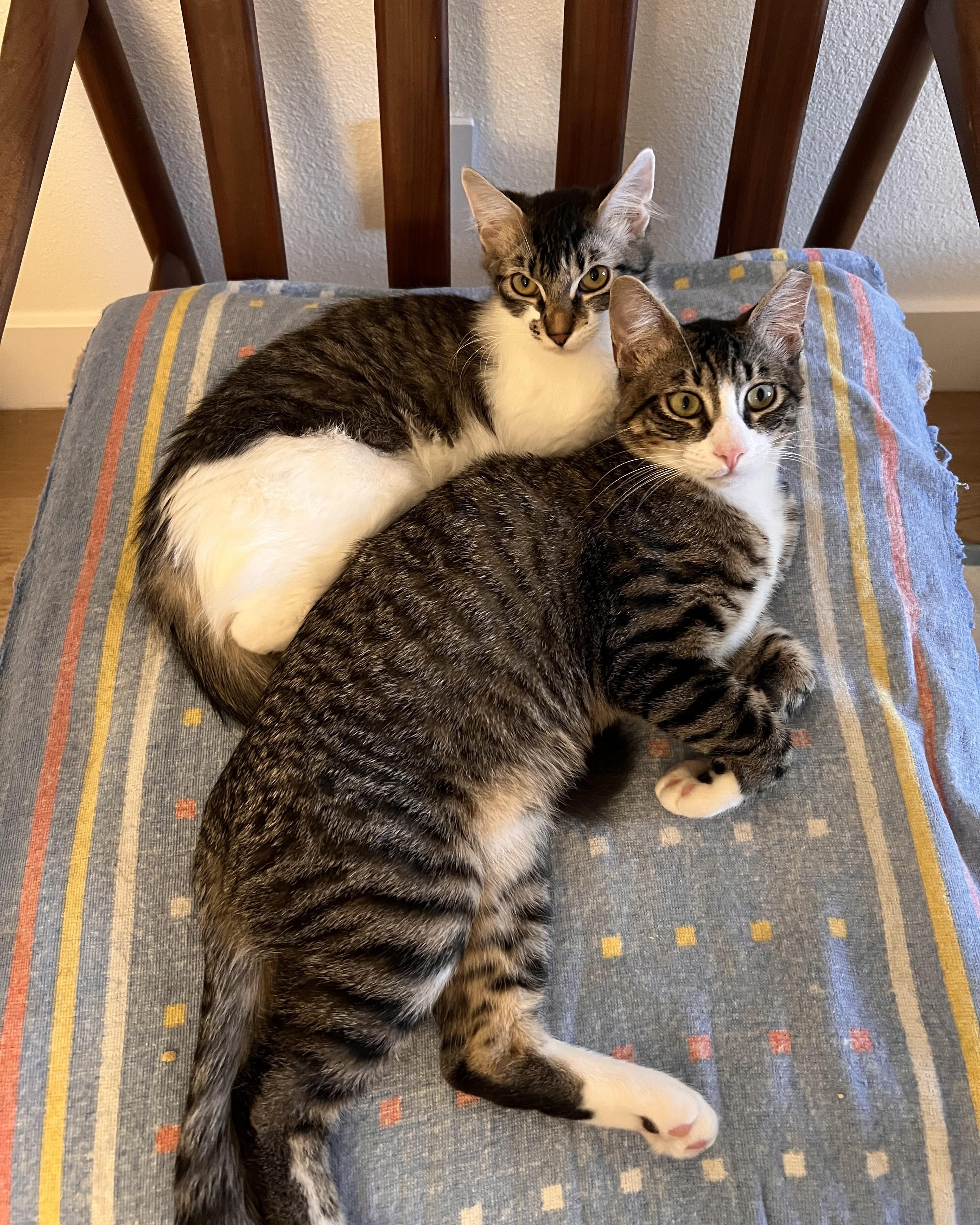 Dinah (bonded with Skeeter), a Adoptable Domestic Medium Hair in San Francisco, CA image 5/6