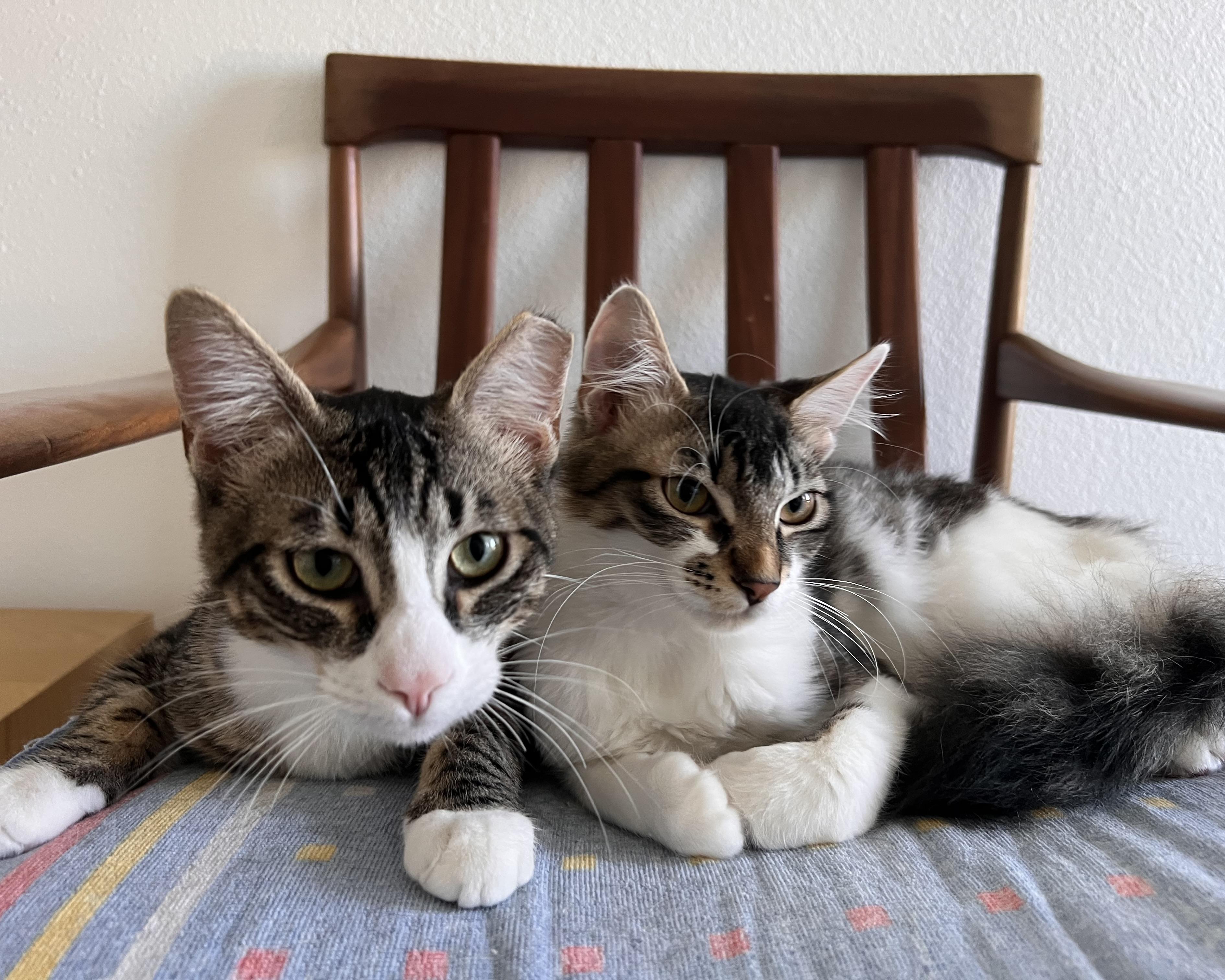 Dinah (bonded with Skeeter), a Adoptable Domestic Medium Hair in San Francisco, CA image 6/6