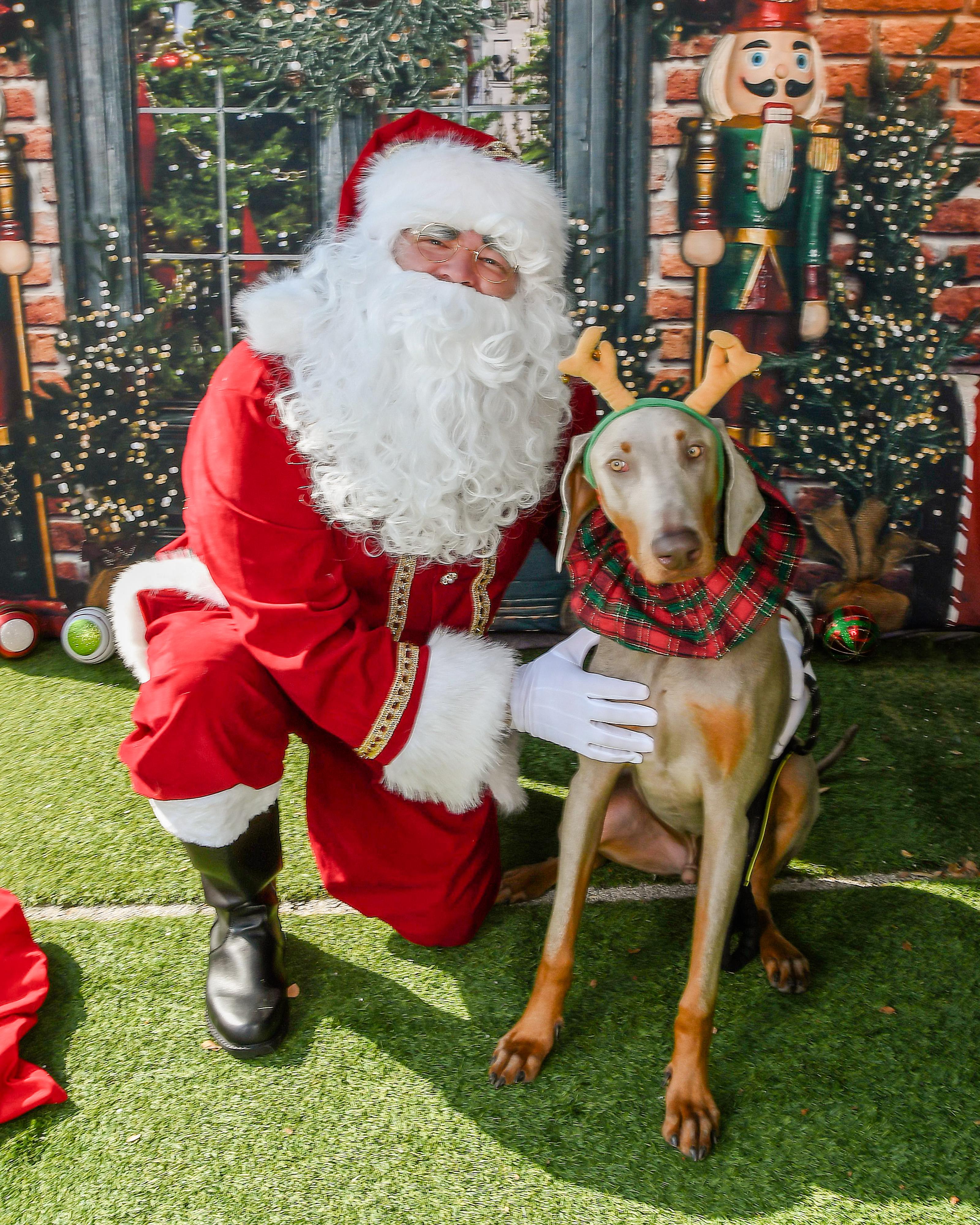 Pharaoh, an adopted mixed breed in Pflugerville, TX image 2/6