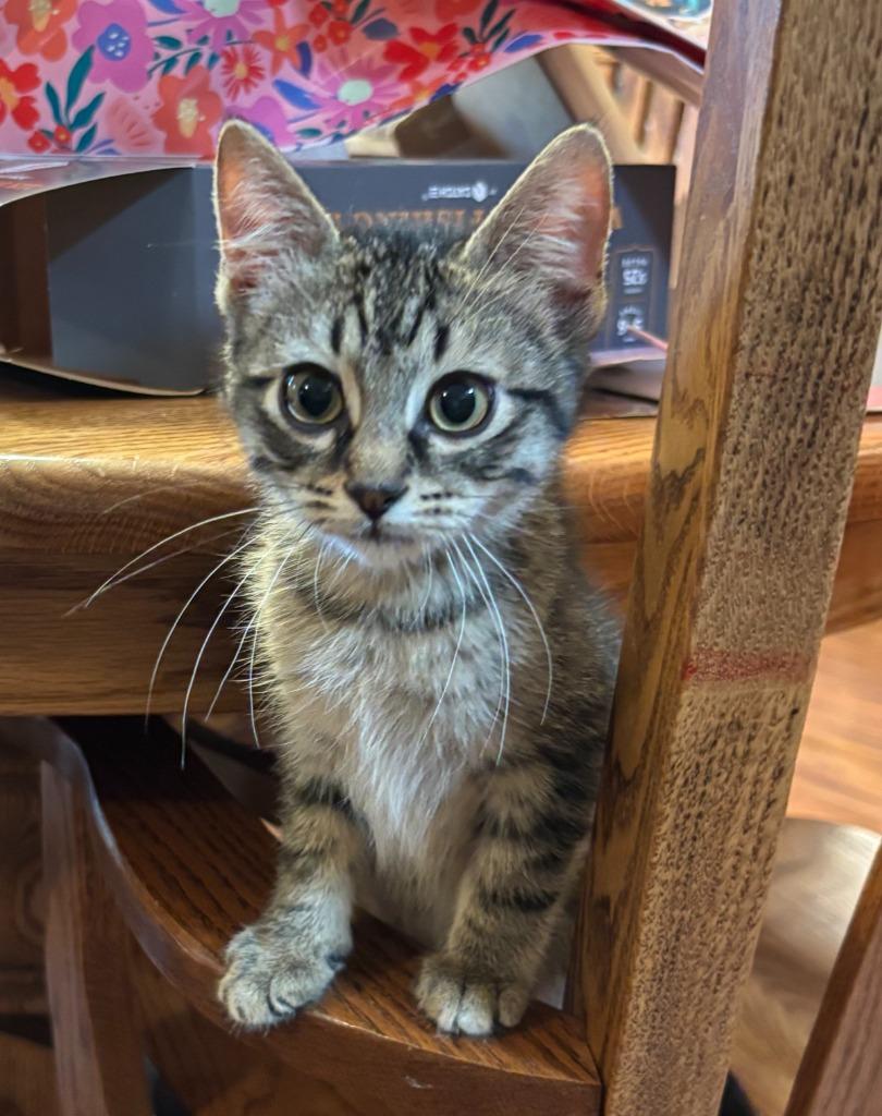 Teller, Adoptable, Kitten Male Domestic Short Hair.