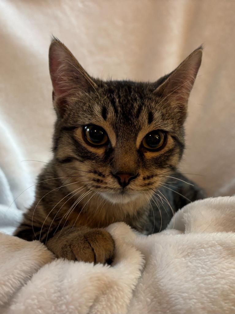 Enlarge Teller, a Adoptable Domestic Short Hair in Cloquet, MN image 2/6