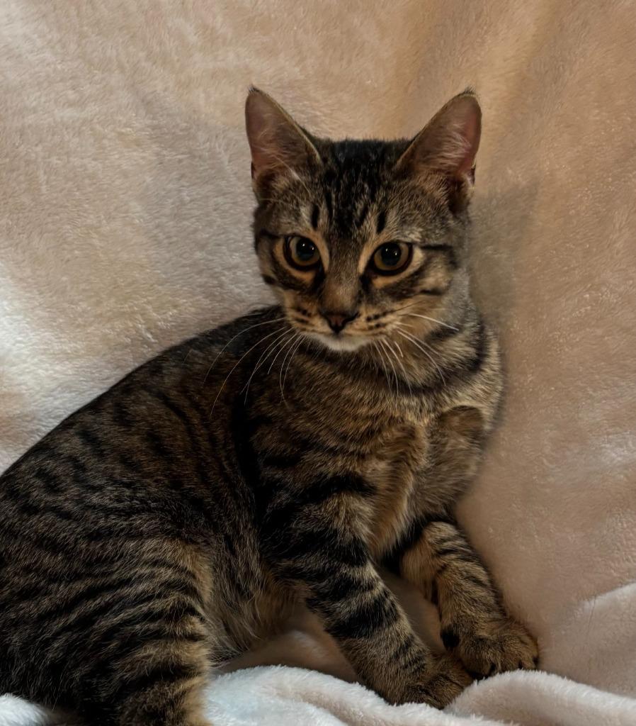 Enlarge Teller, a Adoptable Domestic Short Hair in Cloquet, MN image 3/6