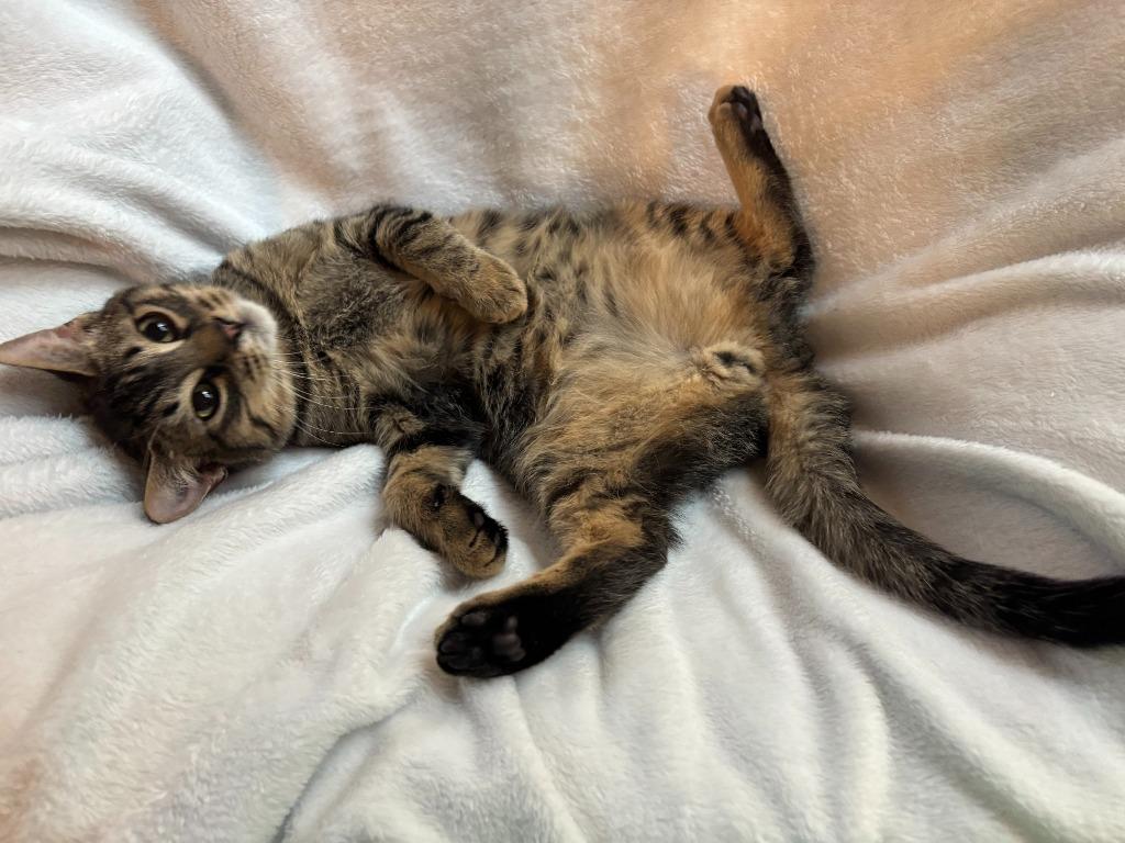 Enlarge Teller, a Adoptable Domestic Short Hair in Cloquet, MN image 4/6