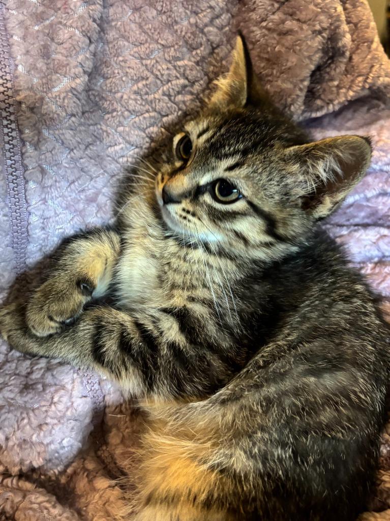 Enlarge Teller, a Adoptable Domestic Short Hair in Cloquet, MN image 5/6