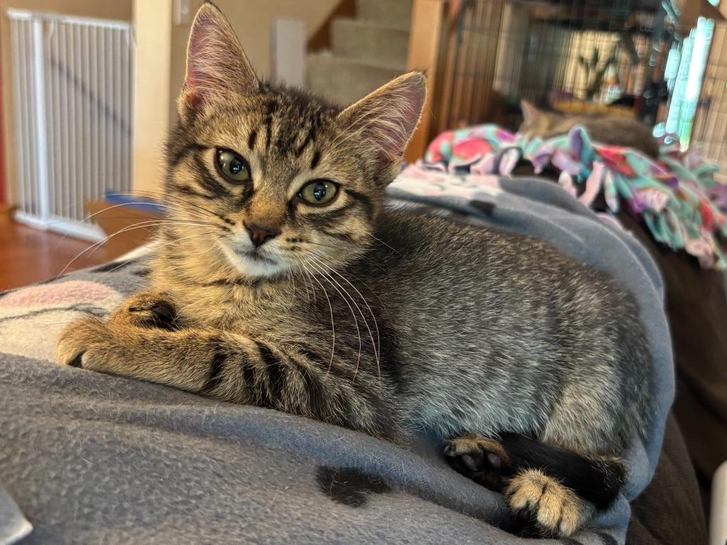 Enlarge Teller, a Adoptable Domestic Short Hair in Cloquet, MN image 6/6